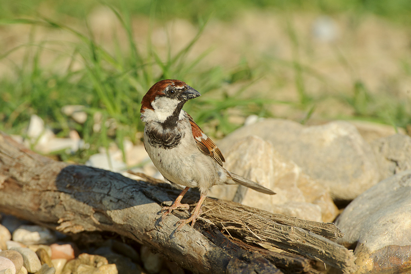 Passero 1