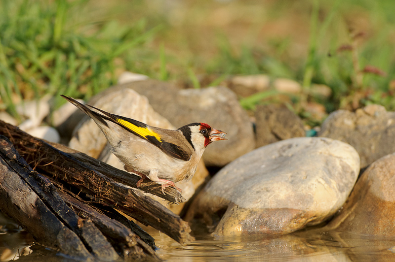 cardellino 4