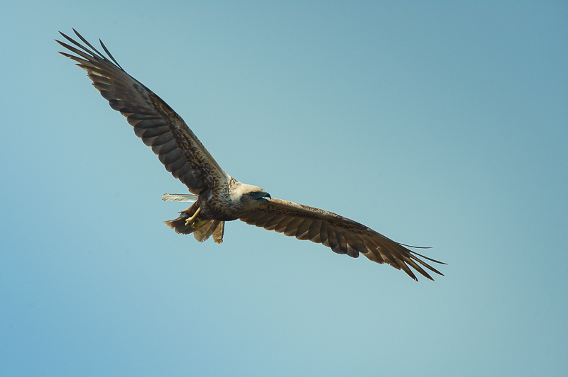 Falco di palude-12