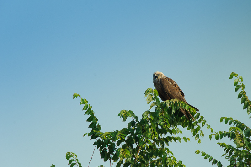 Falco di palude-13