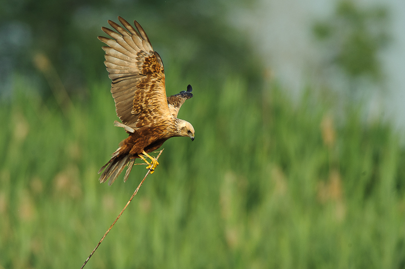 Falco di palude-16