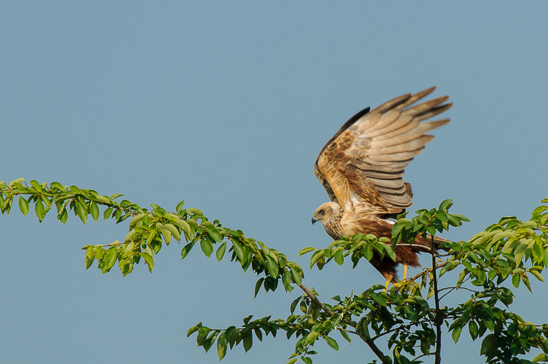Falco di palude-2