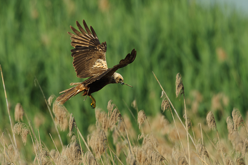Falco di palude-20