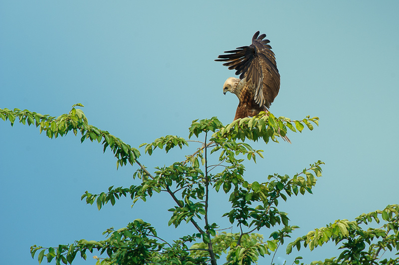 Falco di palude-21