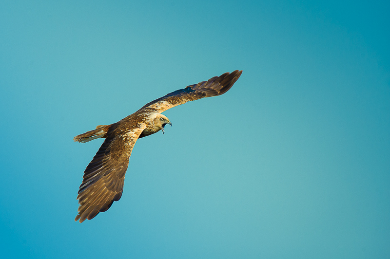 Falco di palude-25