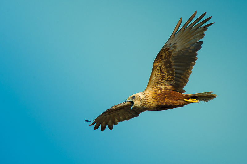 Falco di palude-26