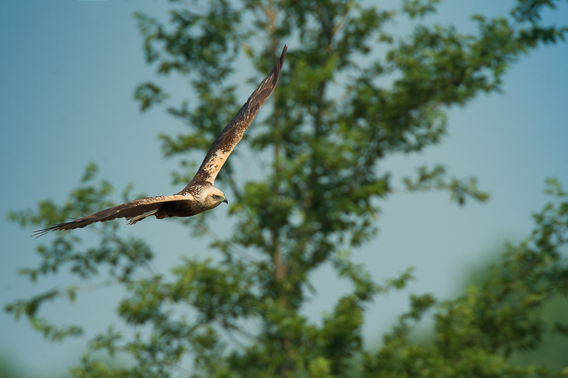 Falco di palude-27