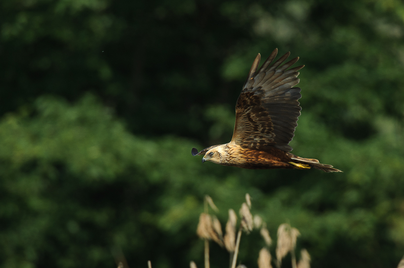 Falco di palude-28
