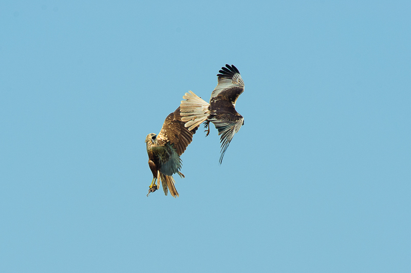 Falco di palude-29