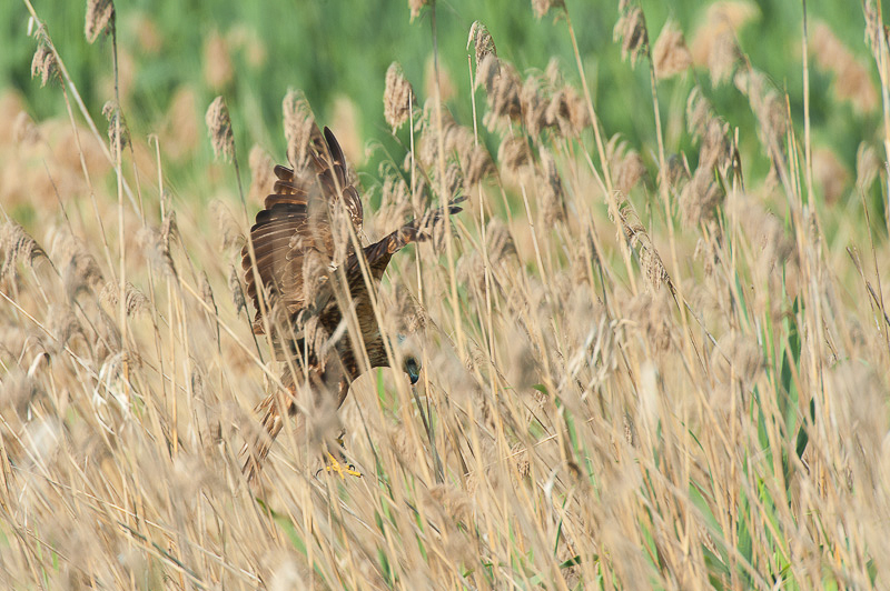 Falco di palude-3