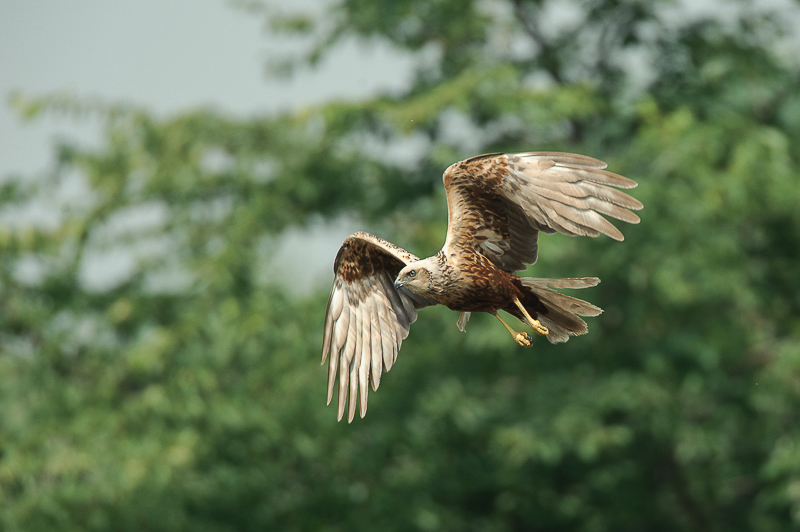 Falco di palude-5