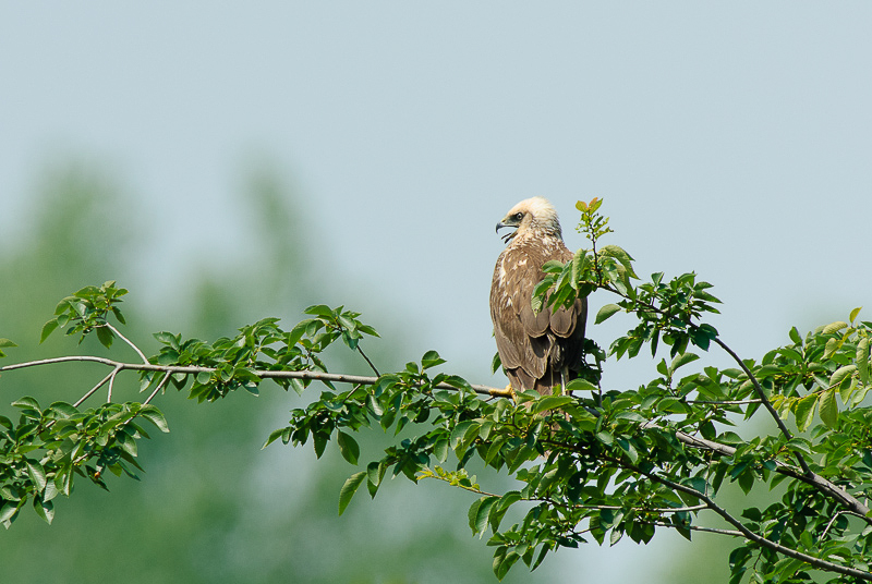 Falco di palude