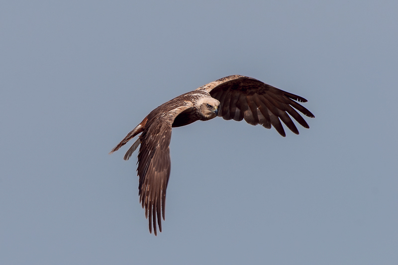Falco di palude  (10)