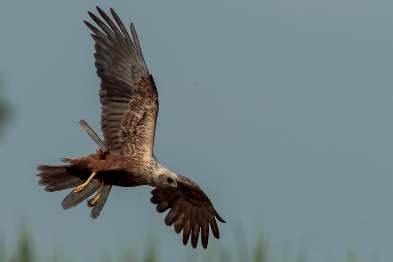 Falco di palude  (11)
