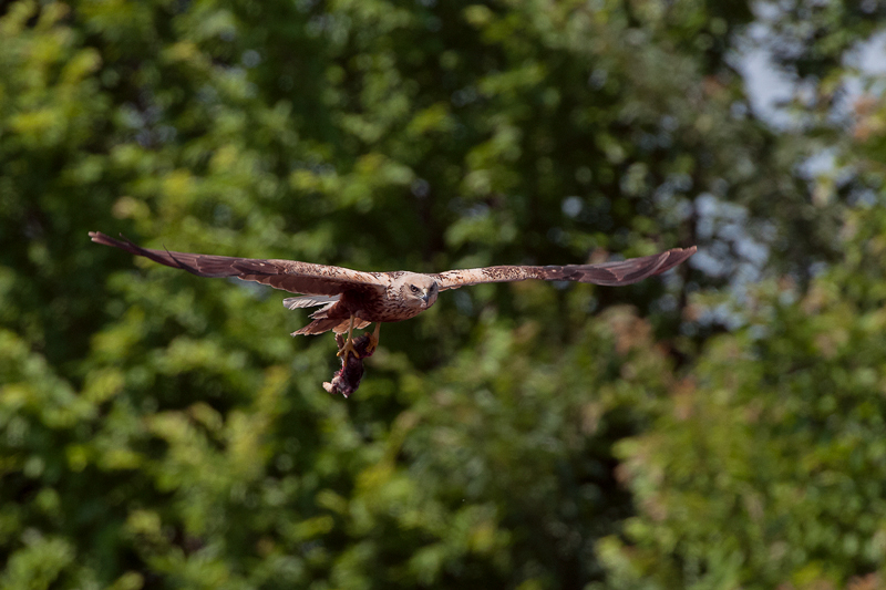 Falco di palude  (12)