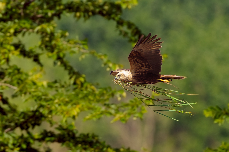 Falco di palude  (15)