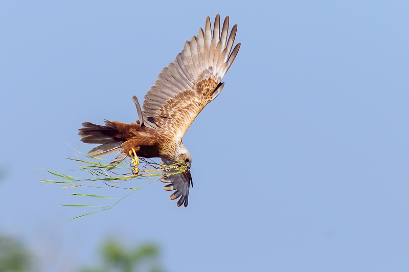 Falco di palude  (17)