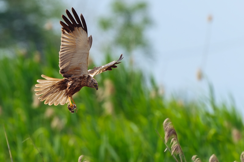 Falco di palude  (19)