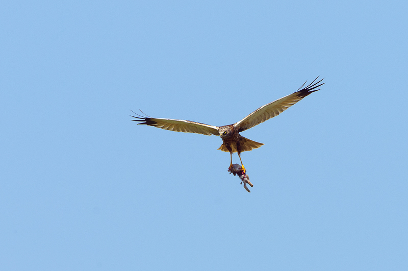 Falco di palude  (20)