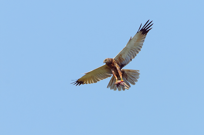 Falco di palude  (21)