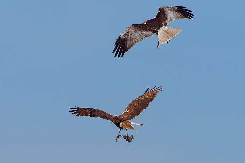 Falco di palude  (26)