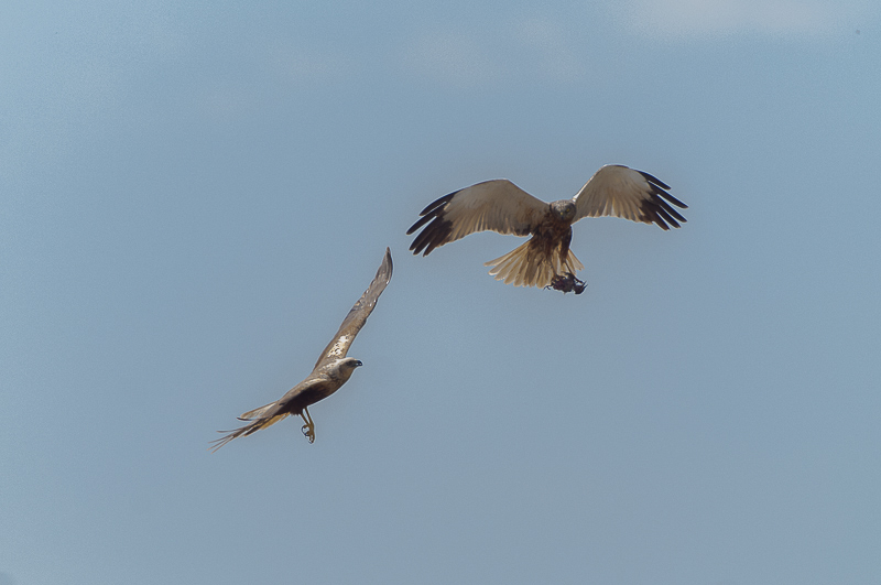 Falco di palude  (28)