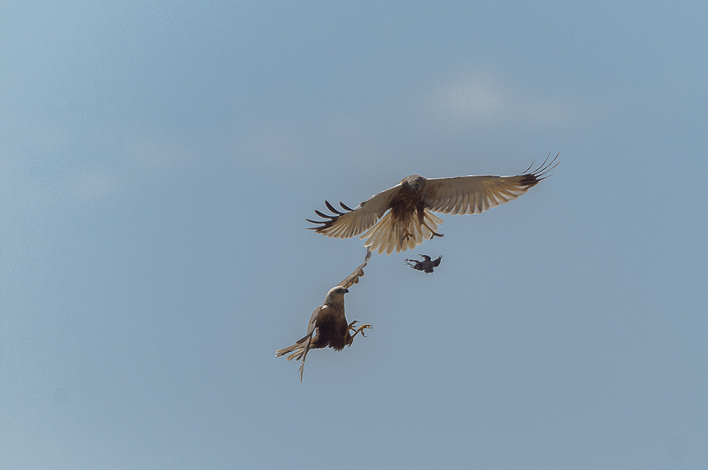 Falco di palude  (29)