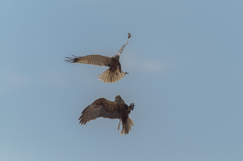 Falco di palude  (30)