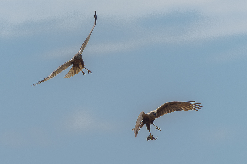 Falco di palude  (31)