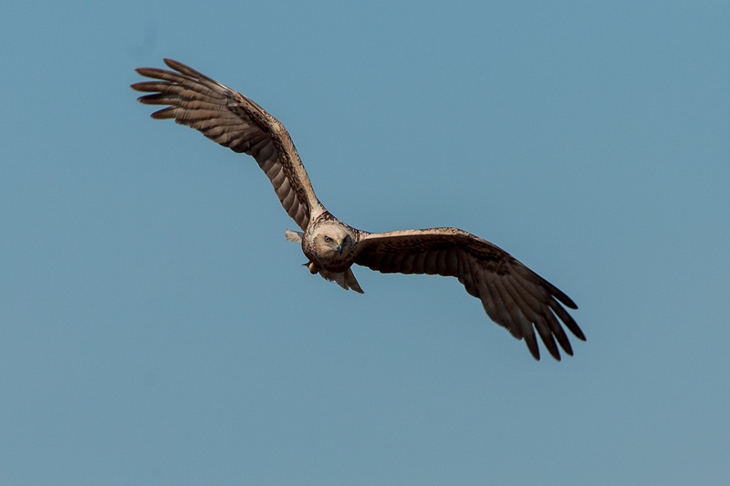 Falco di palude  (3)