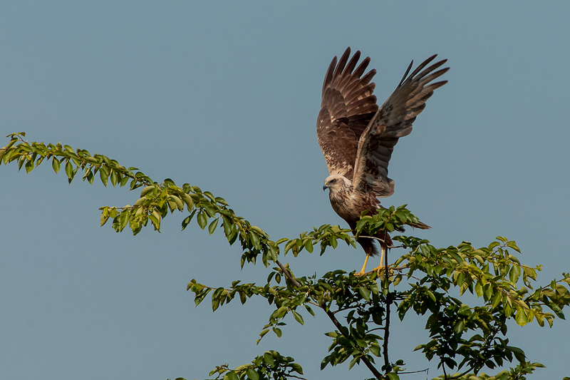 Falco di palude  (6)