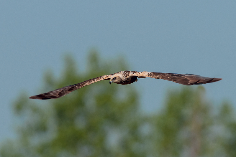 Falco di palude  (7)