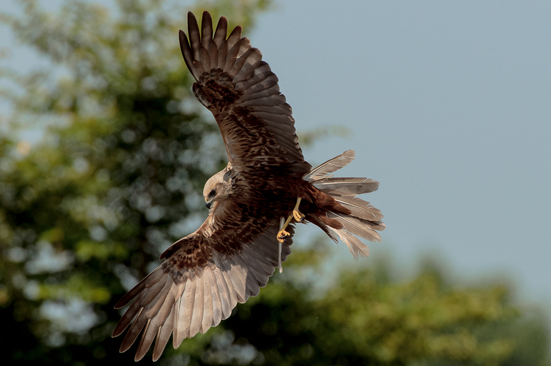 Falco di palude  (9)